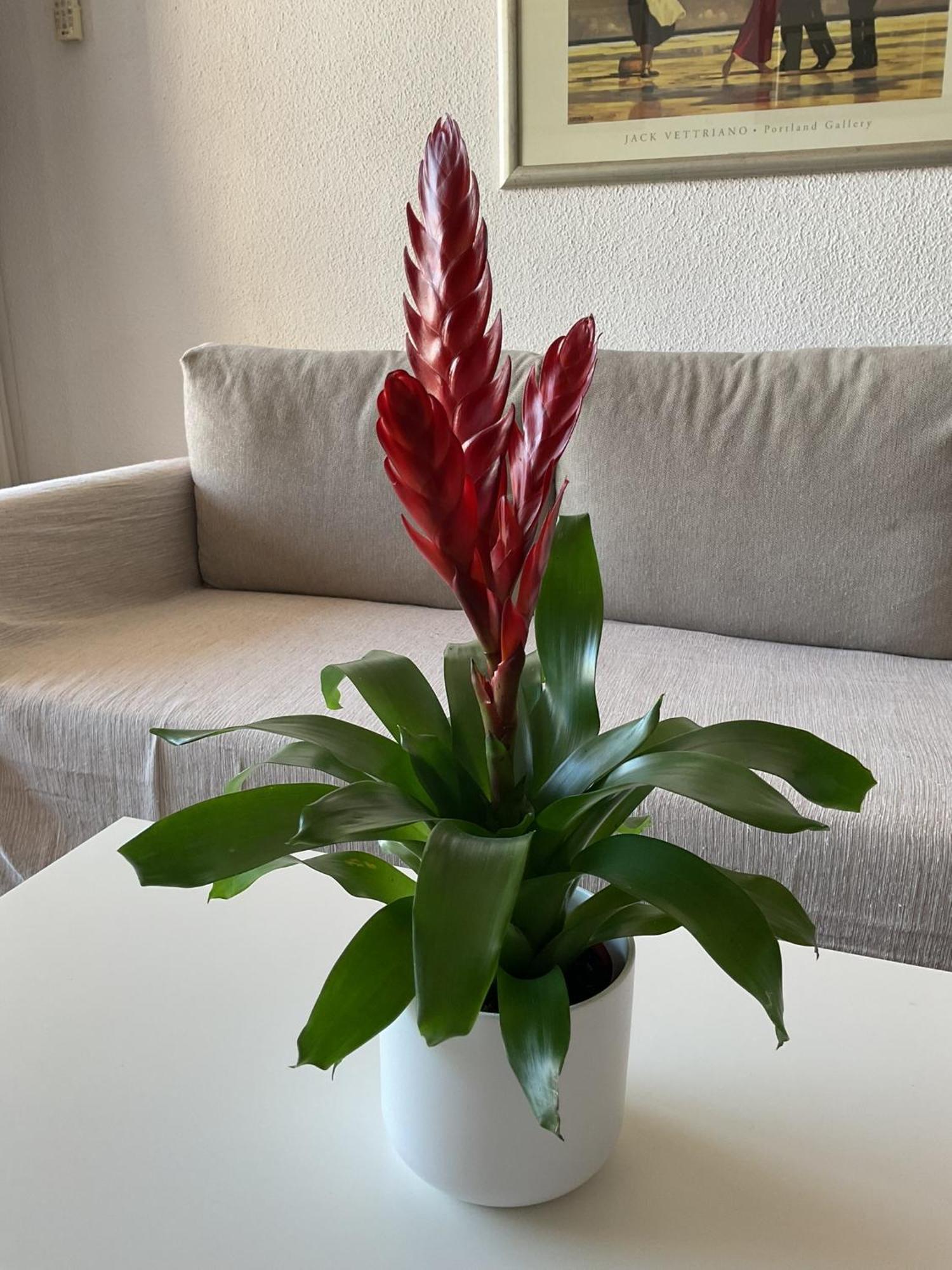 Apartamento La Nogalera Adresse Mythique
